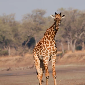 Descrição da imagem 3